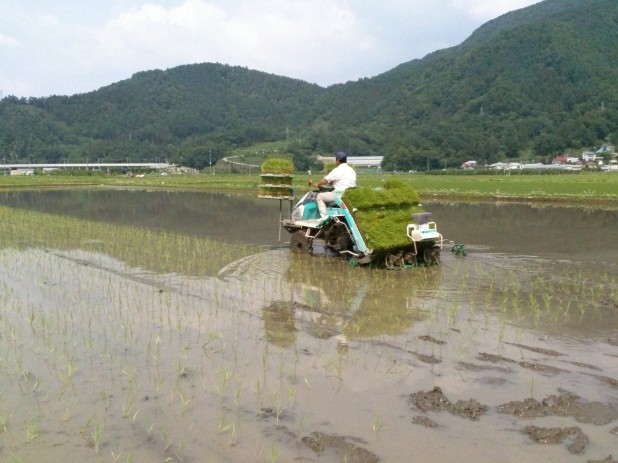 DSC_1213 田植え