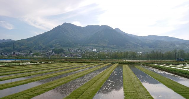 苗の様子。2019.5.11
