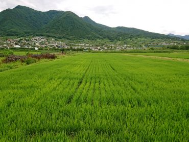 風さやか田んぼ