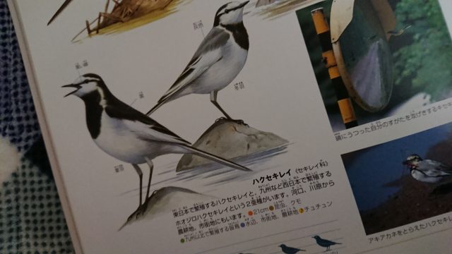 鳥図鑑のハクセキレイ