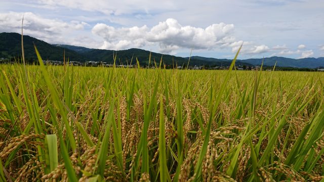 もちひかりの稲刈り
