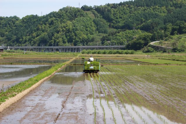 もちひかりの田植え