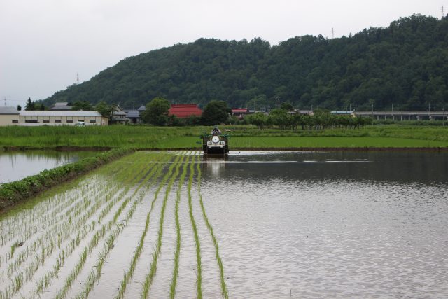 コシヒカリの田植え2019