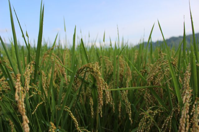 もち米の田の様子 稲刈りに向けて 小柳農園