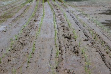 田に植えられたもち米の苗
