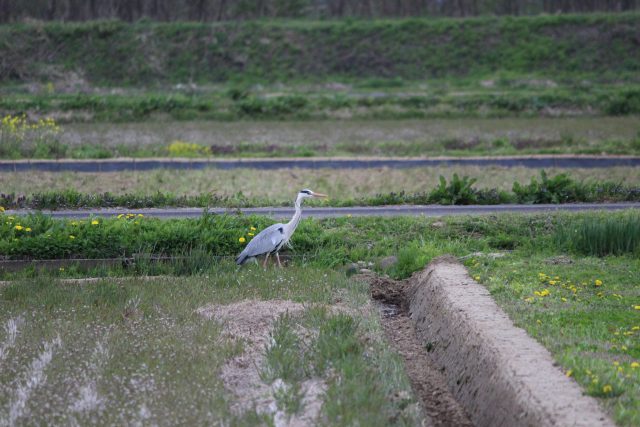 田んぼの生き物 鷺
