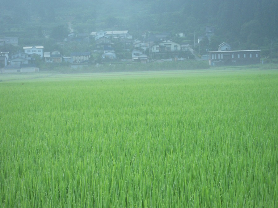 早朝の田・夏