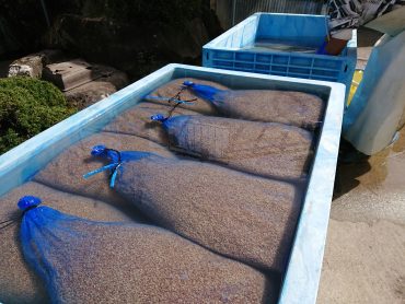 コシヒカリ種もみの消毒