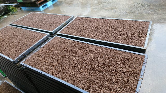 コシヒカリ 種まき