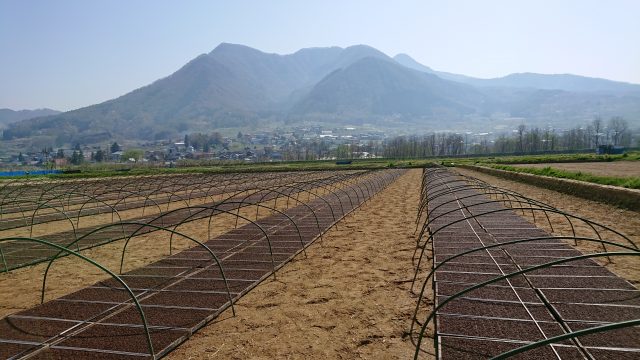 田に並んだコシヒカリの育苗箱