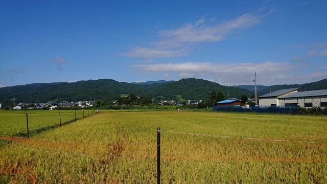 もち米 田んぼ