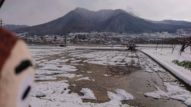 3月 田んぼの様子