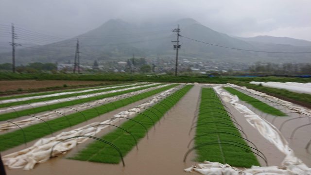 2019年 育苗