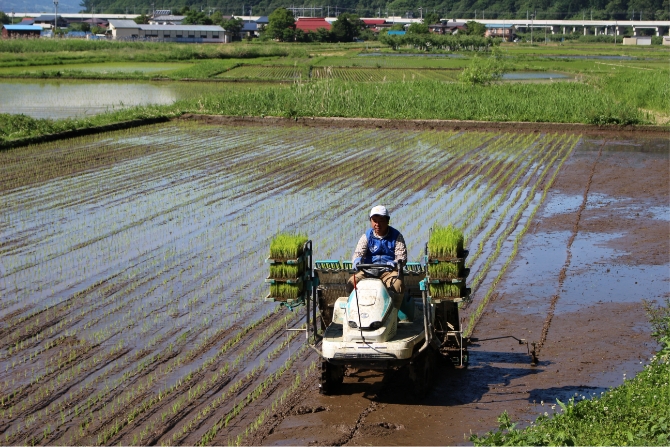 The Future of Koyanagi Farm