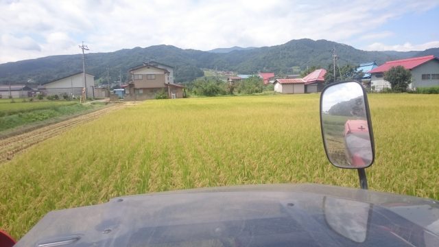 もち米　稲刈り
