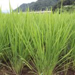 皇室献上米の生育状況