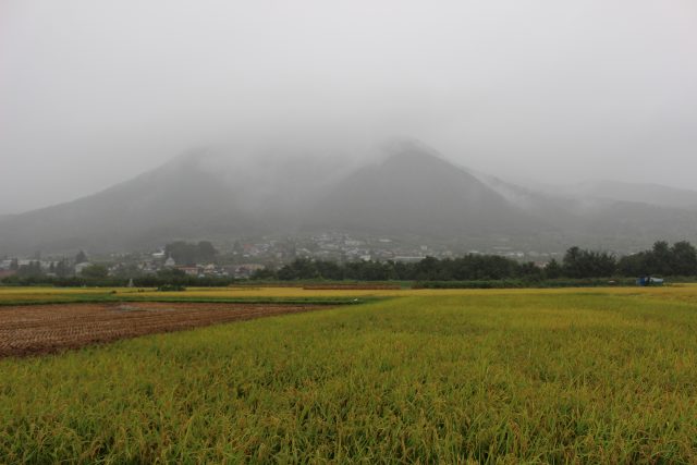 2016　秋　稲刈り　雨
