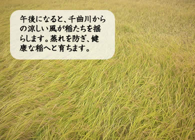 午後になると、千曲川からの涼しい風が稲たちを揺らします。蒸れを防ぎ、健康な稲へと育ちます。